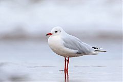 Brown-hooded Gull